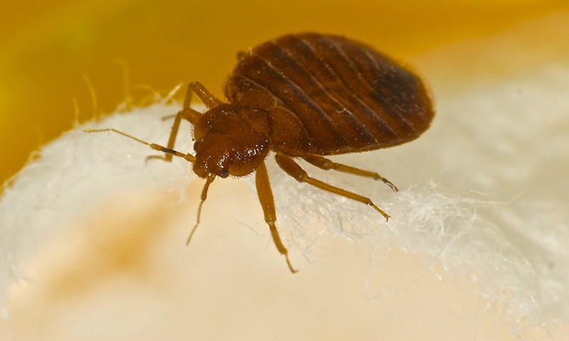 Bed bug title image